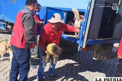 Canes rescatados son llevados al Albergue Municipal â€œAngelinoâ€ /GAMO