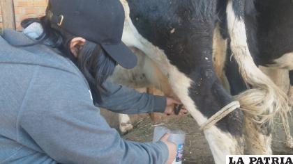 Visitantes viven la experiencia del ordeño de la vaca /LA PATRIA