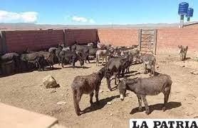 De momento la venta de carne de burro está prohibida /RRSS