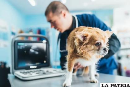 Comprender cómo actúan los animales ante distintas emociones es fundamental para la convivencia /Getty