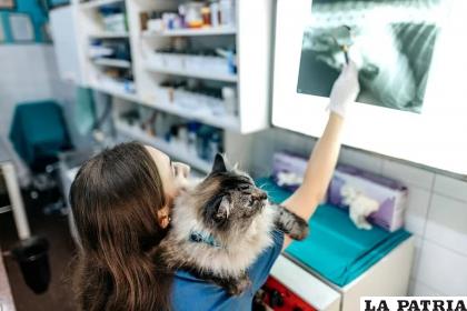 Los gatos se caracterizan por no mostrar sus sentimientos, por lo que la inteligencia artificial puede ser una buena alternativa para profundizar sobre sus emociones / Getty