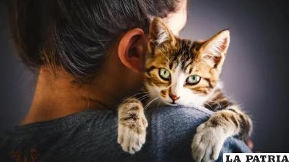 Los gatos son animales independientes que suelen ser retraídos y no mostrar sus dolencias /Getty Images