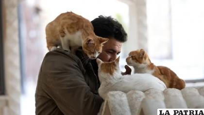 Es importante que los dueños estén atentos a sus gatos para identificar cualquier situación que les esté causando una molestia /Infobae