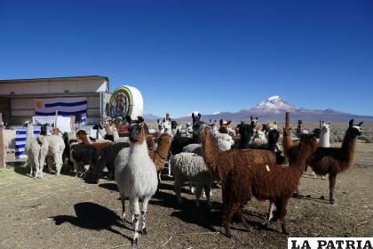 Llamas y alpacas de Oruro (Cosapa) se van al exterior /LA PATRIA 
