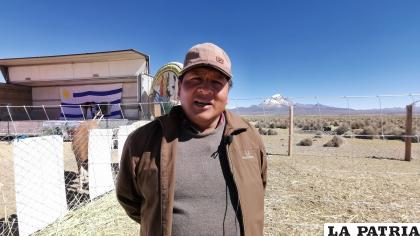 Buscan garantizar forraje para ganado camélido en Turco y Cosapa /LA PATRIA