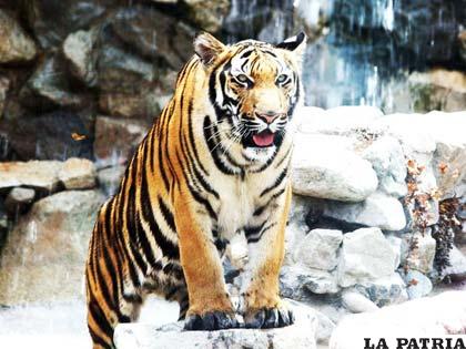 Continúa la lucha para frenar su extinción del tigre de Bengala