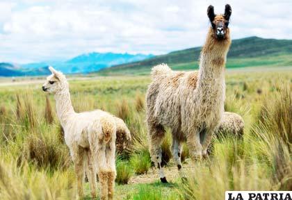 Oruro es el mayor centro de producción de ganado camélido