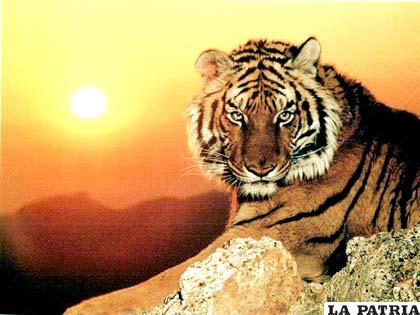 El tigre de Bengala es considerado el animal nacional en Bangladesh