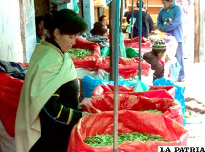 Bolivia abandona convención de la ONU porque no se ha despenalizado el masticado de la hoja de coca