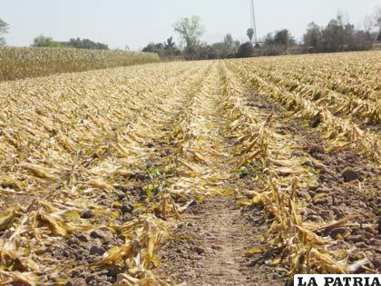 Productos transgénicos producen alteraciones hormonales y desgastan la tierra