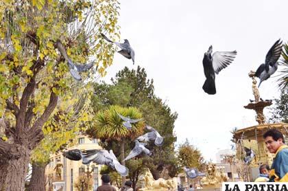 Cuando levantan vuelo las palomas, más de una vez caen sus plumones