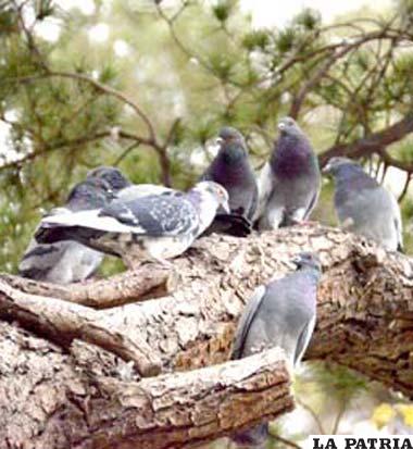Guarecidas en una rama de árbol las palomas esperan que pase el “peligro” cuando algún ruido las espanta