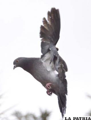La paloma, un ave transmisora de enfermedades
