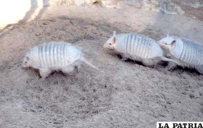 Los quirquinchos del Zoológico Andino Municipal de Oruro son animales belicosos, pero sólo entre ellos