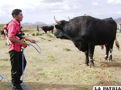 Totora, un municipio con vocación para el desarrollo del ganado bovino