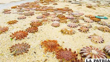 Las estrellas de mar, de la especie conocida como corona de espinas, habrían sido arrastradas a la costa cuando se acercaron en busca de alimento
