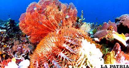Las coronas de espinas pueden medir hasta 60 centímetros y se alimentan de corales