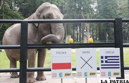 La elefanta se jugó por Polonia que empató ante Grecia (foto: lainformacion.com)