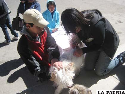 80 por ciento de mascotas vacunadas en Oruro