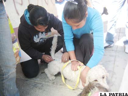 La vacuna es lo único que previene la rabia canina