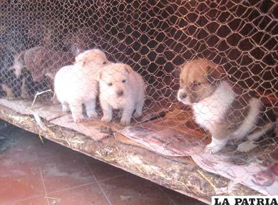 Las mascotas en el mercado Bolívar no están vacunadas contra la rabia