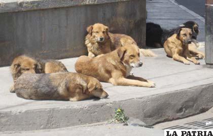 Los canes vagabundos y callejeros son un peligro para la salud pública