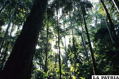Bolivia ocupa el sexto lugar en extensión de bosques tropicales y es el decimoquinto en cobertura boscosa