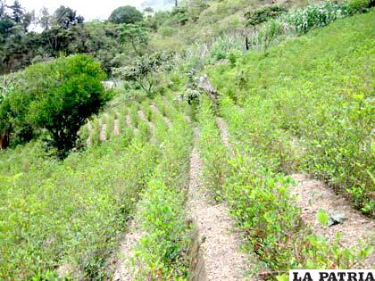 Informe oficial confirma el aumento de cultivos de hoja de coca en Bolivia, que podría destinarse al narcotráfico /ipsnoticias.net