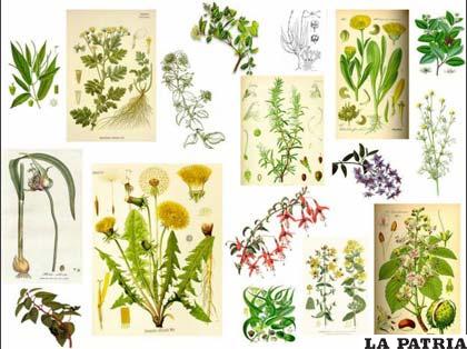 Las plantas medicinales pierden sus propiedades cuando son comercializadas al aire libre