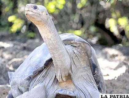 El cuerpo de la última tortuga gigante de su especie fue examinada durante tres horas por dos biólogos y una veterinaria. Vivió más de un siglo
