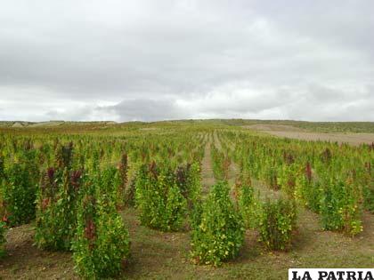 Censo agropecuario servirá para planificar las seguridad alimentaría del país