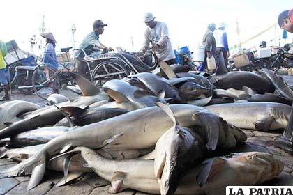 Cientos de tiburones yacen sobre el puerto de Muncar, en Indonesia. Son muertos sólo para extraerles las aletas