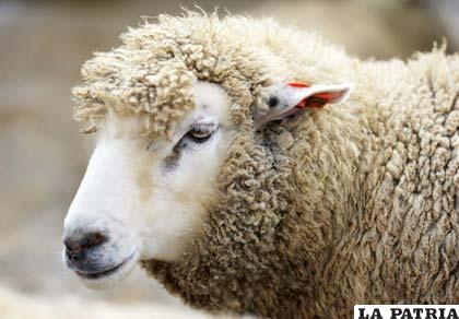 Compran ejemplares ovinos de cuatro razas para mejorar la producción en Toledo