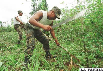 Efectivos de la FTC en erradicación de cultivos de coca excedentarios