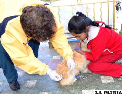 Una mascota es vacunada con ayuda de su dueña