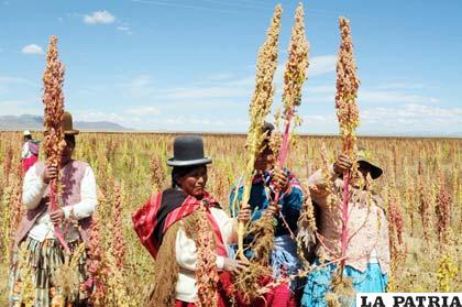 La quinua el grano más valioso de los bolivianos