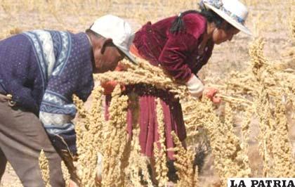 La Gobernación de La Paz comprometió el apoyo técnico para alcanzar una producción importante en beneficio de los productores de quinua