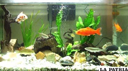 Se debe tener cuidado con la clase de peces que vivirán en su acuario
