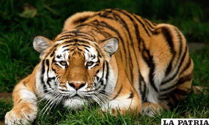 Un bello tigre agazapado