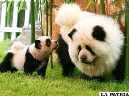 Los perros panda