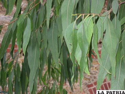 Las hojas del eucalipto, tiene un olor muy peculiar y son ricas en un aceite esencial