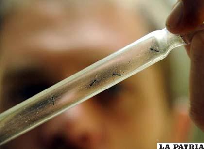 Científico examina un tubo de ensayo con mosquitos, para verificar si son los causantes de dengue o de la enfermedad chikungunya