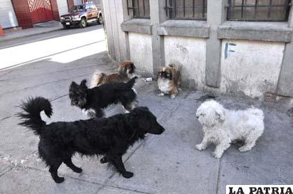 Mientras existan perros en las calles continuarán los casos de rabia