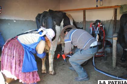 Comunarios buscan mejorar producción lechera