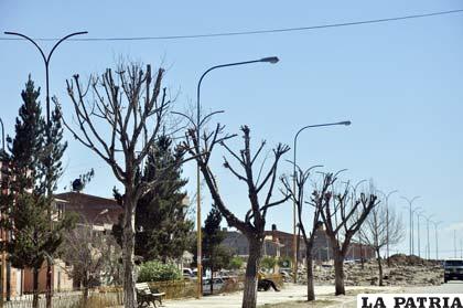 Árboles de la zona Sur de la ciudad están podados