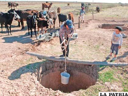 El ganado vacuno sufre las consecuencias de la falta de agua en la región del Chaco