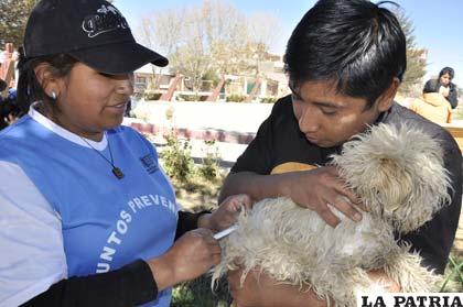 Vacunación no basta para evitar la proliferación de virus en Oruro