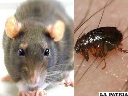 Las pulgas que portan las ratas pueden causar la peste bubónica