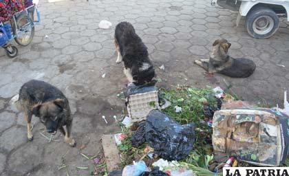Uno de los factores para los casos de rabia es la proliferación de perros callejeros