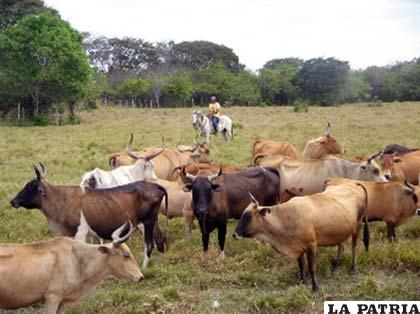 La ganadería es una de las principales causas de la deforestación en los países amazónicos